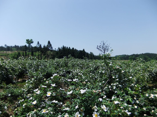 安顺西秀区大坝村：金刺梨铺就致富路