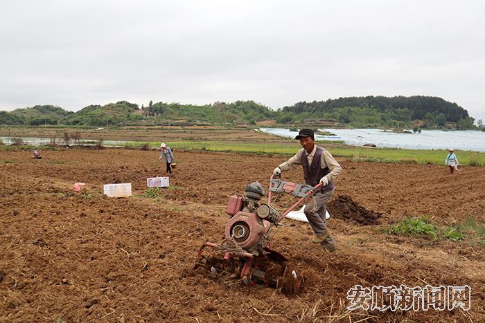 东屯乡：大豆玉米带状复合种植 开启新模式