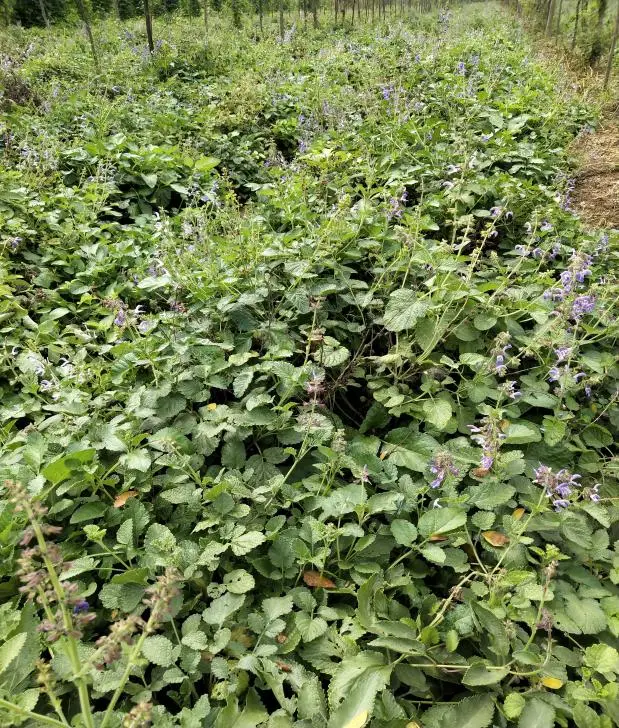 种植药草致富_致富种植药草图片_致富药材