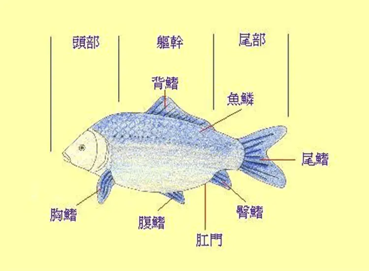 攀鲈走路视频_步行鱼攀鲈养殖技术_攀鲈鱼的养殖技术和密度