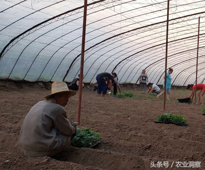 种植丝瓜致富的_致富种植丝瓜视频_丝瓜种植效益