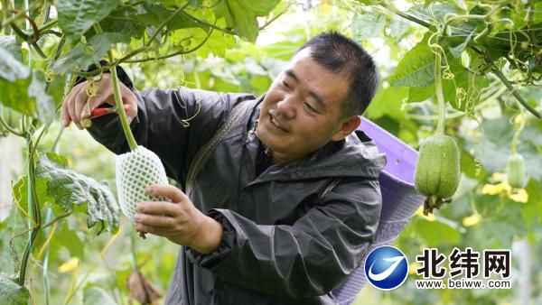 苹果丝瓜喜获丰收 农民增收又致富