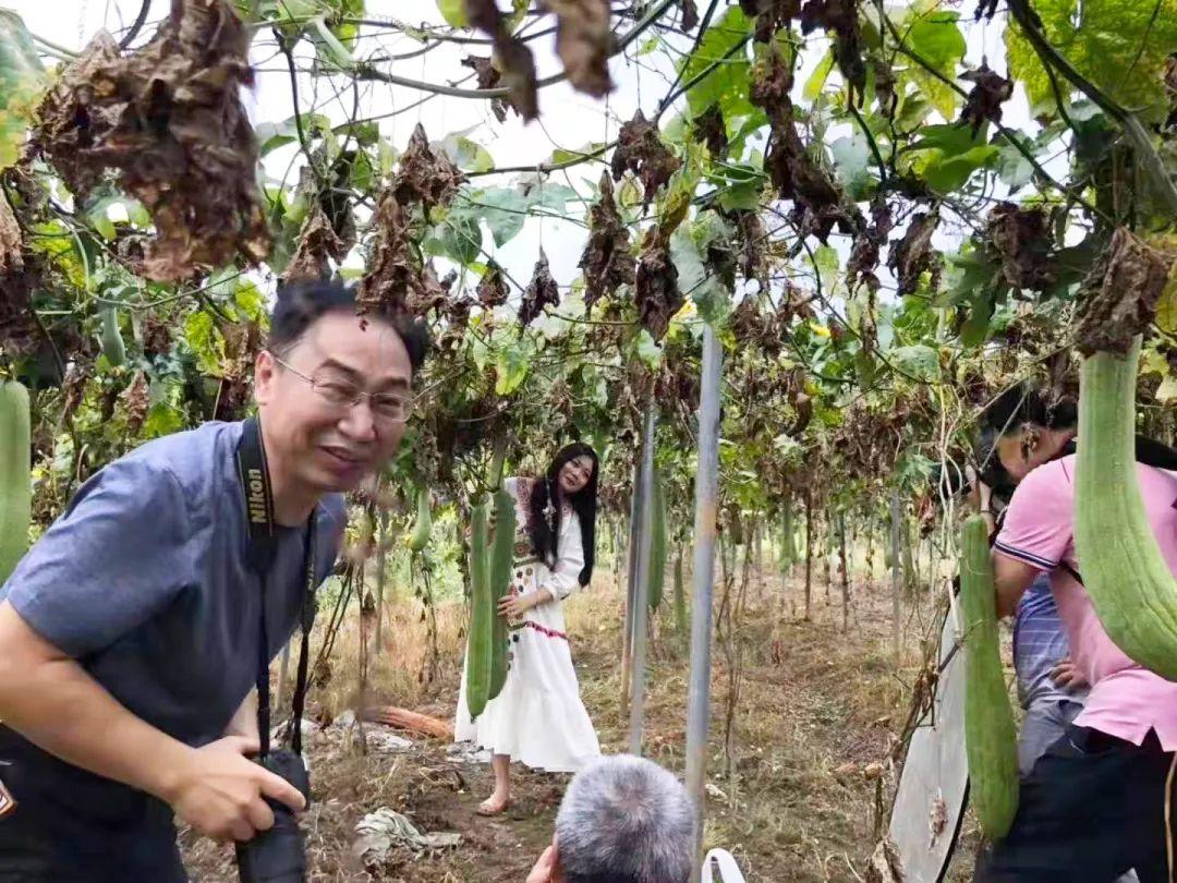 种植丝瓜致富的_致富种植丝瓜怎么样_丝瓜种植效益