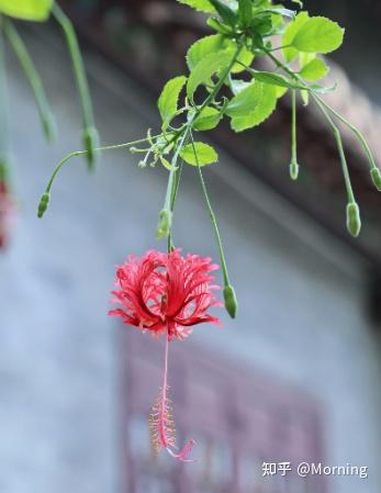 吊瓜怎么种植_吊瓜栽培技术_吊瓜养殖技术