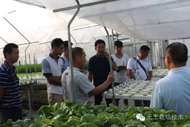 番茄种植视频播放_黑番茄种植技术视频_番茄栽培技术视频