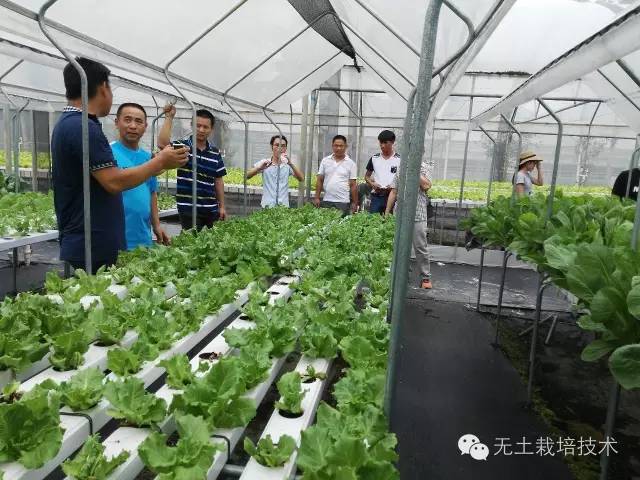 黑番茄种植技术视频_番茄种植视频播放_番茄栽培技术视频