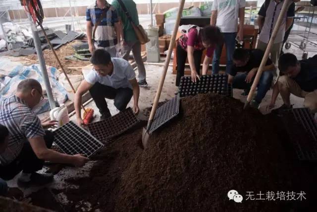 黑番茄种植技术视频_番茄栽培技术视频_番茄种植视频播放