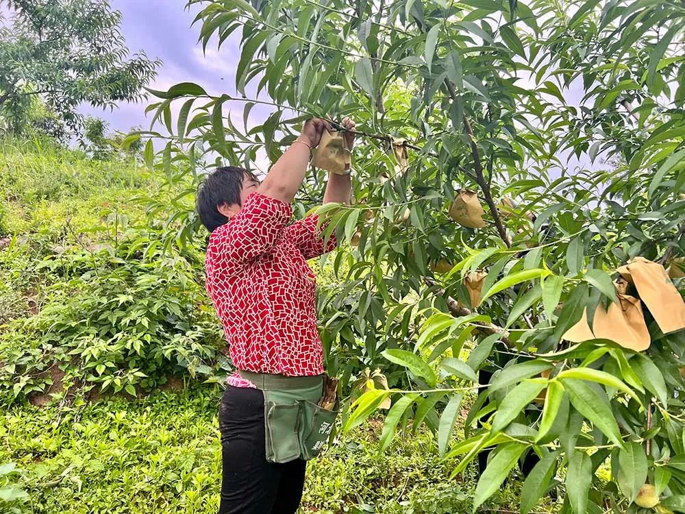 致富种植简介油桃怎么写_种植油桃致富简介_油桃种植技术与修剪整形