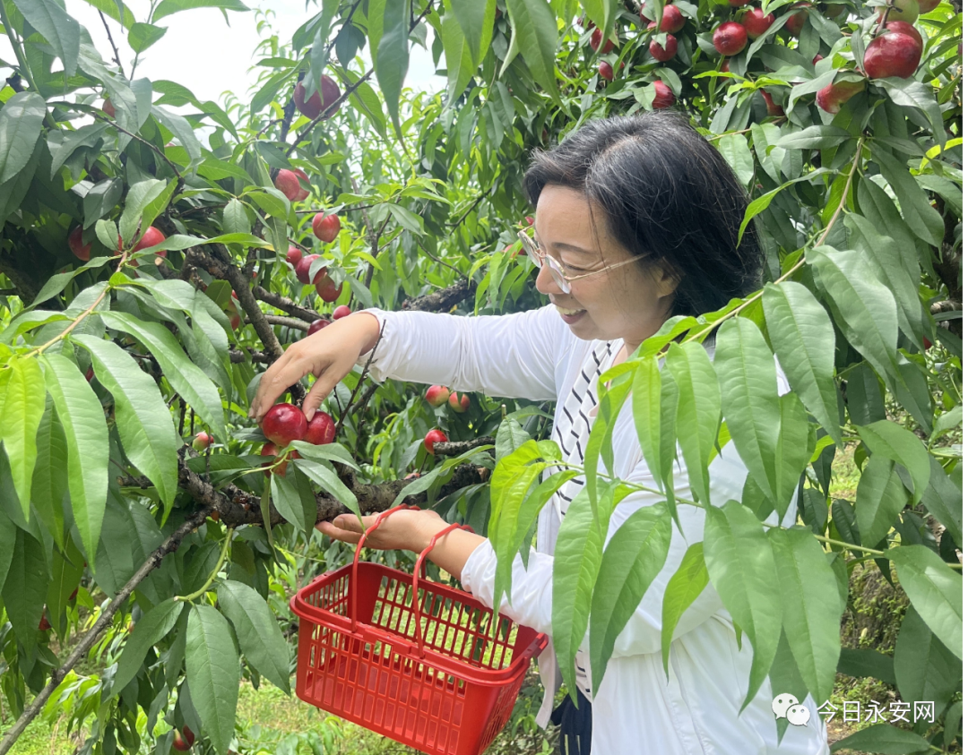 洪田镇：“小油桃”结出乡村振兴“致富果”