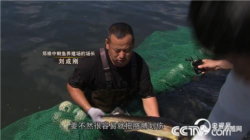 cctv7 致富经鲟鱼 养殖视频_致富经中华鲟养殖视频_致富经鲟鱼养殖视频