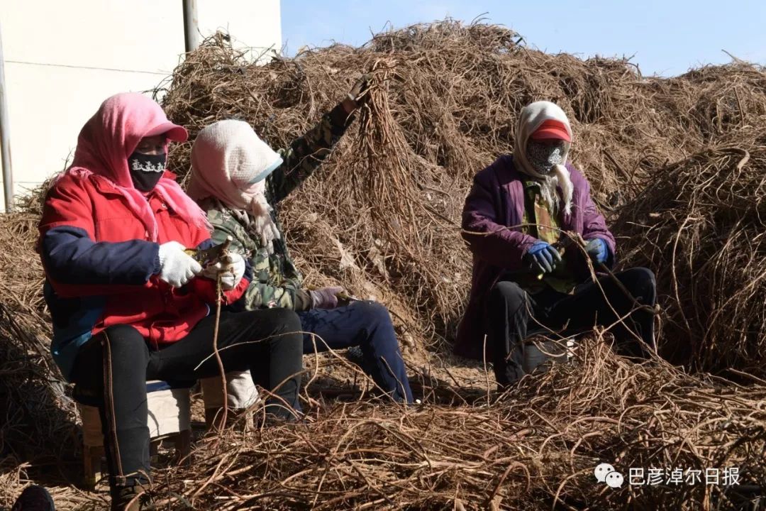 致富经视频2种植药材_中药材种植致富经_致富经种植中药材视频