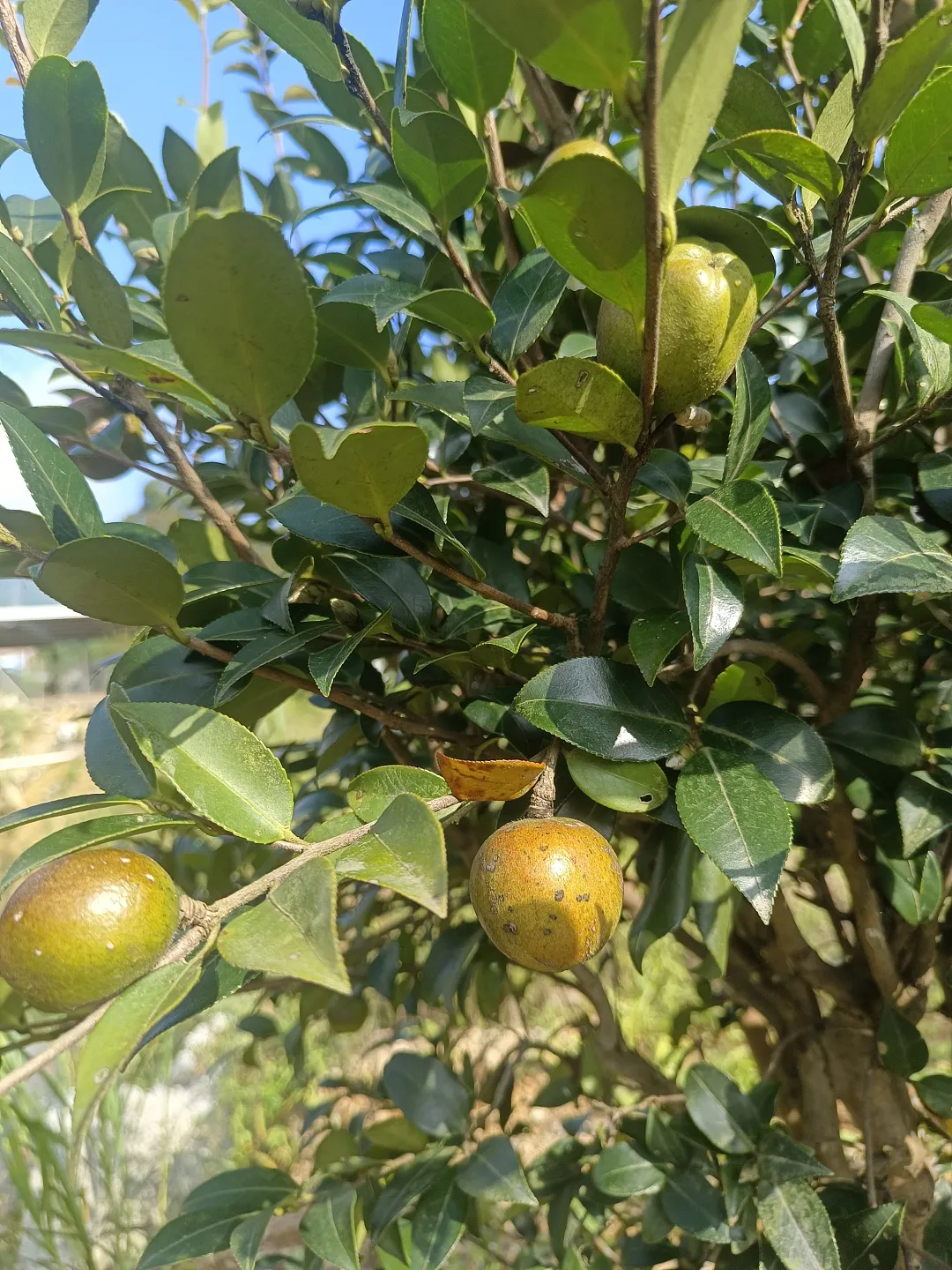 大量种植致富树_致富种植树大量种子_致富经种树的创业项目