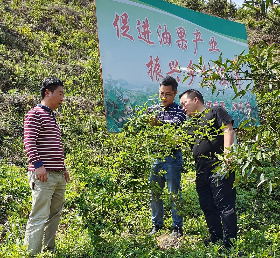 致富种植树大量种子_大量种植致富树_致富经种树的创业项目