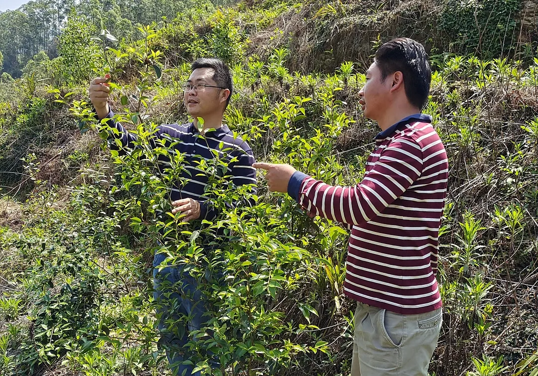 致富经种树的创业项目_致富种植树大量种子_大量种植致富树