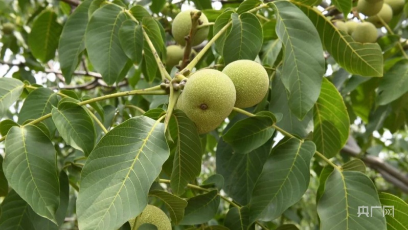 致富经陈燕种植核桃_陈燕核桃苗_陈燕核桃果树苗基地