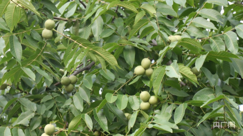 陈燕核桃果树苗基地_陈燕核桃苗_致富经陈燕种植核桃