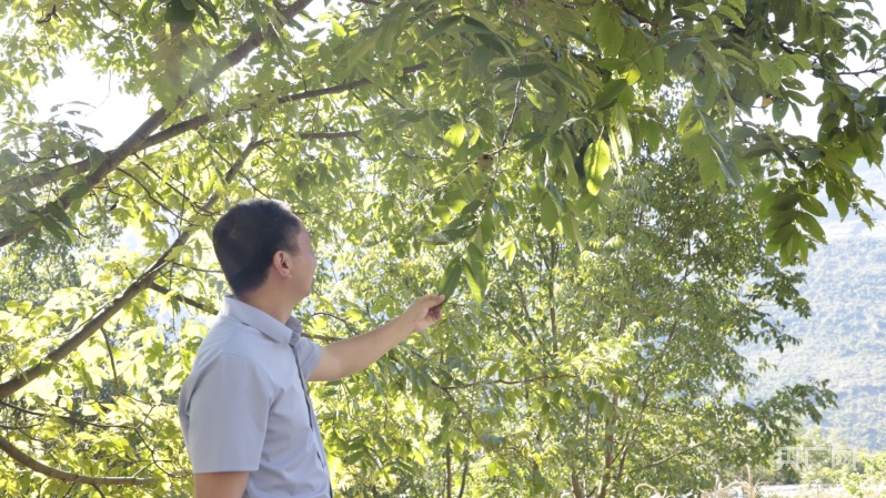 陈燕核桃苗_陈燕核桃果树苗基地_致富经陈燕种植核桃