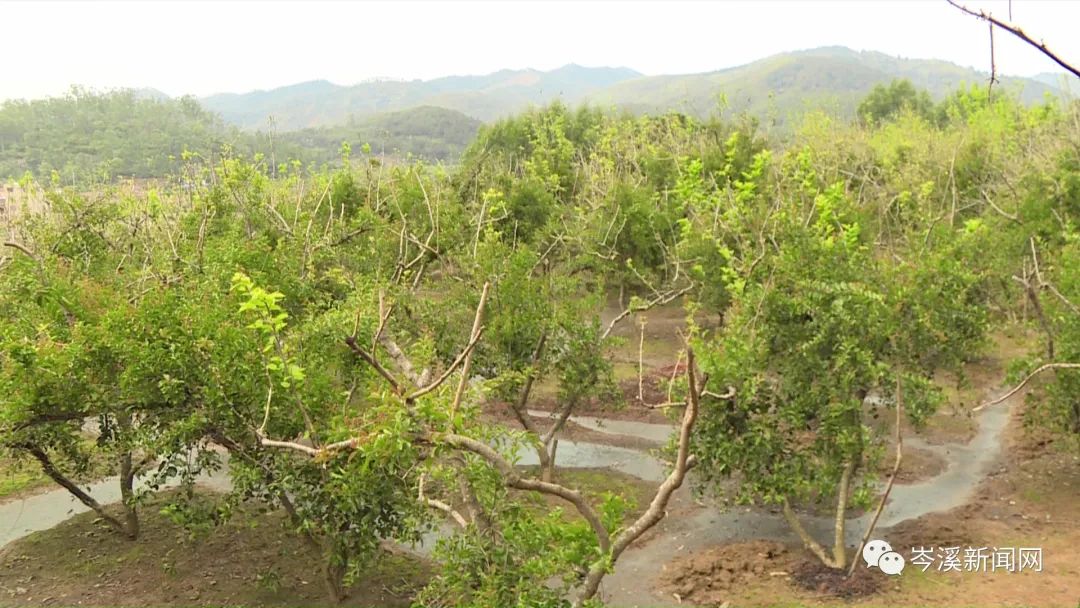 这种树浑身是宝，你见过吗？岑溪这个村大量种植！