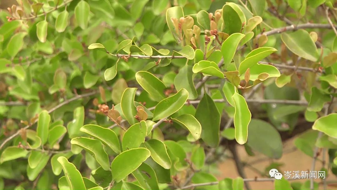 种树致富全部视频_致富种植树大量生产_大量种植致富树