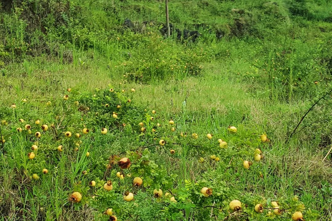 长得酷似小菠萝，过去烂在山里无人问，如今大量种植成致富树