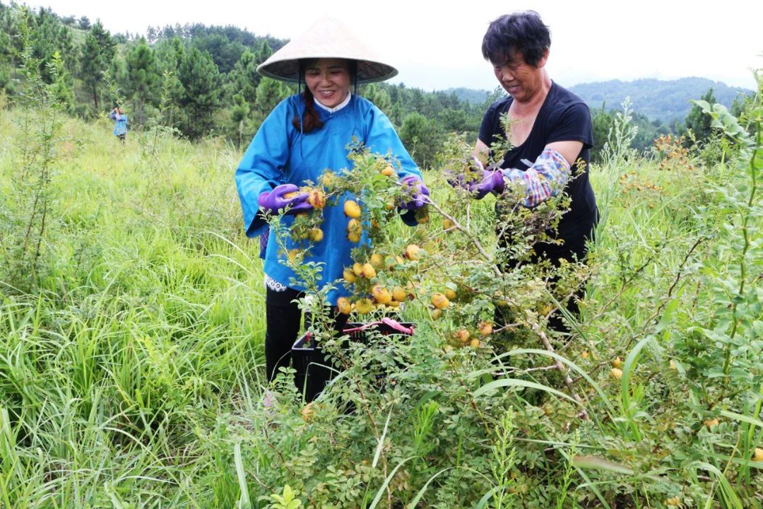 致富种植树大量生产_致富种植树大量种子_大量种植致富树