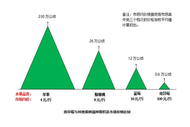 蓝莓规模种植_蓝莓大面积种植技术_蓝莓种植经济效益