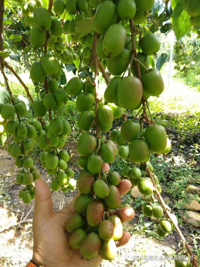 蓝莓规模种植_蓝莓种植经济效益_蓝莓大面积种植技术