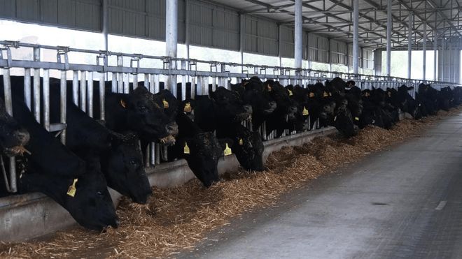 安克斯肉牛养殖技术_安克师牛繁殖基地_肉牛科学养殖技术