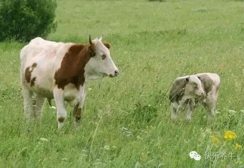 肉牛养殖吧_安克斯肉牛养殖技术_安克师牛繁殖基地