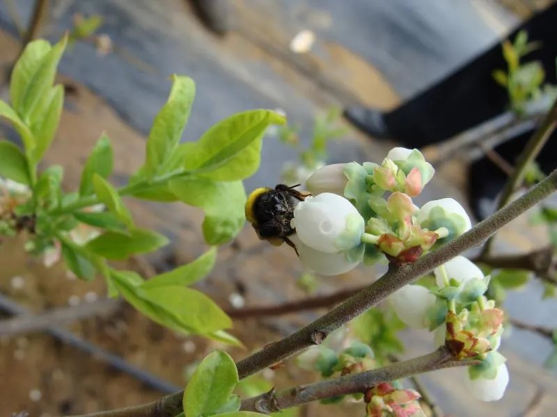 蓝莓大面积种植技术_蓝莓种植收益率_蓝莓种植亩产量和投入