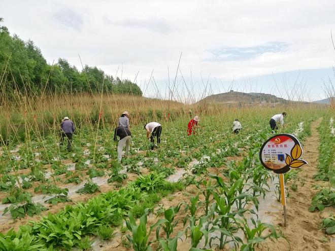 农村种植架豆致富_架豆种植技术视频_架豆怎样种植搭架