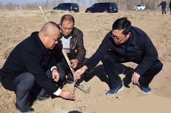 致富经枸杞种植视频_农民致富种植枸杞_种植枸杞的农民叫什么