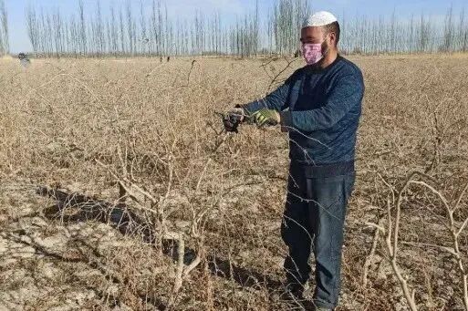 农民致富种植枸杞_种植枸杞子挣钱吗_种植枸杞的农民叫什么