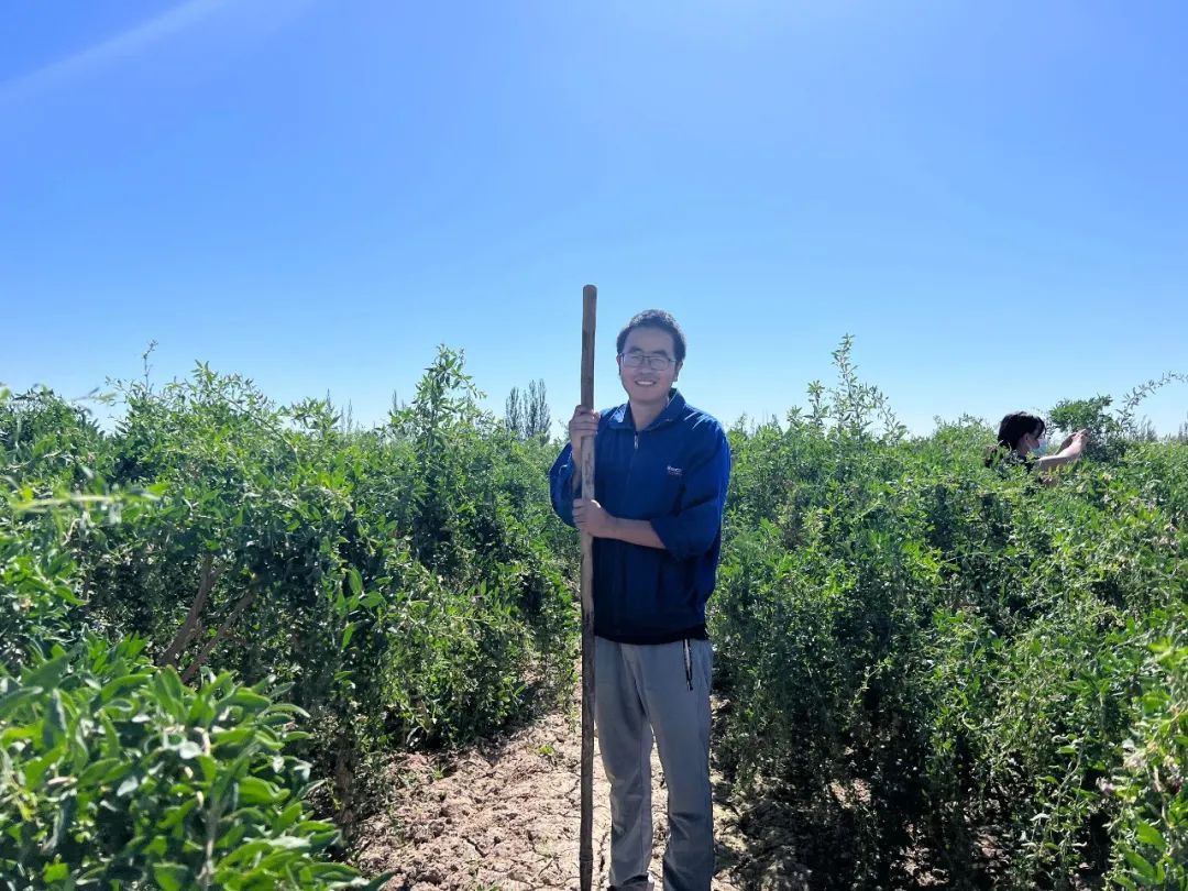 种植枸杞子挣钱吗_种植枸杞的农民叫什么_农民致富种植枸杞