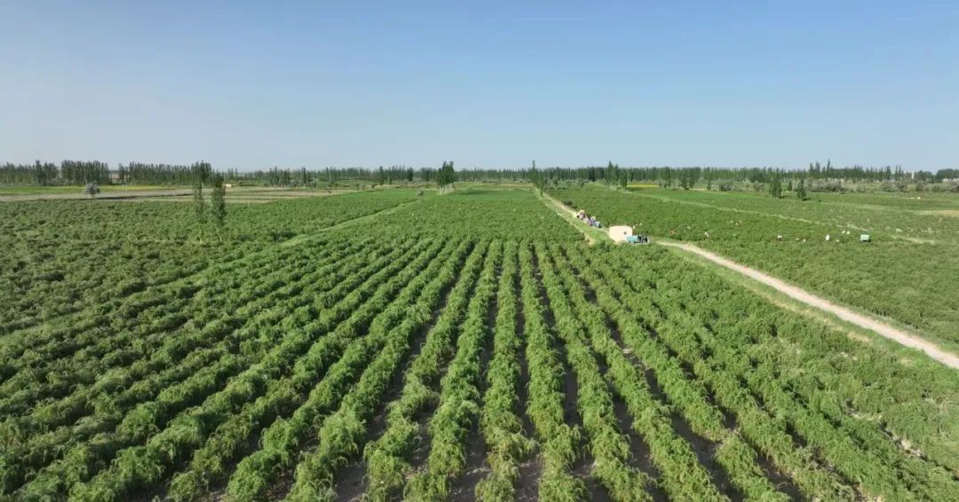 农民致富种植枸杞_种植枸杞子挣钱吗_种植枸杞的农民叫什么