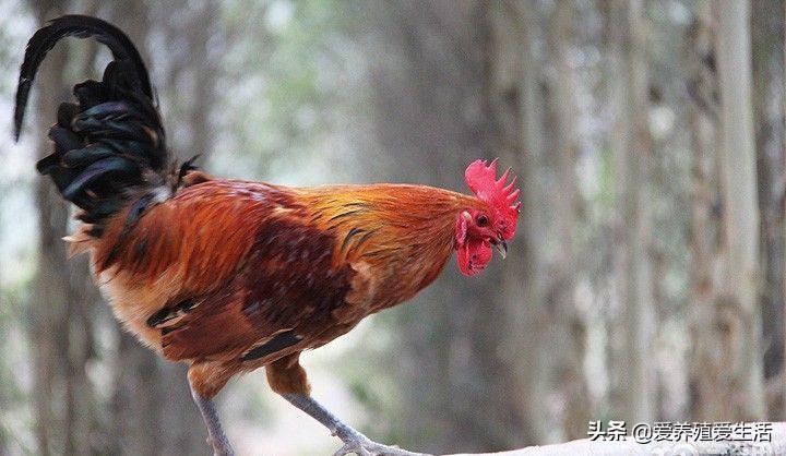 养殖鸡技术与防病大全_养殖鸡技术大全_养殖场鸡技术