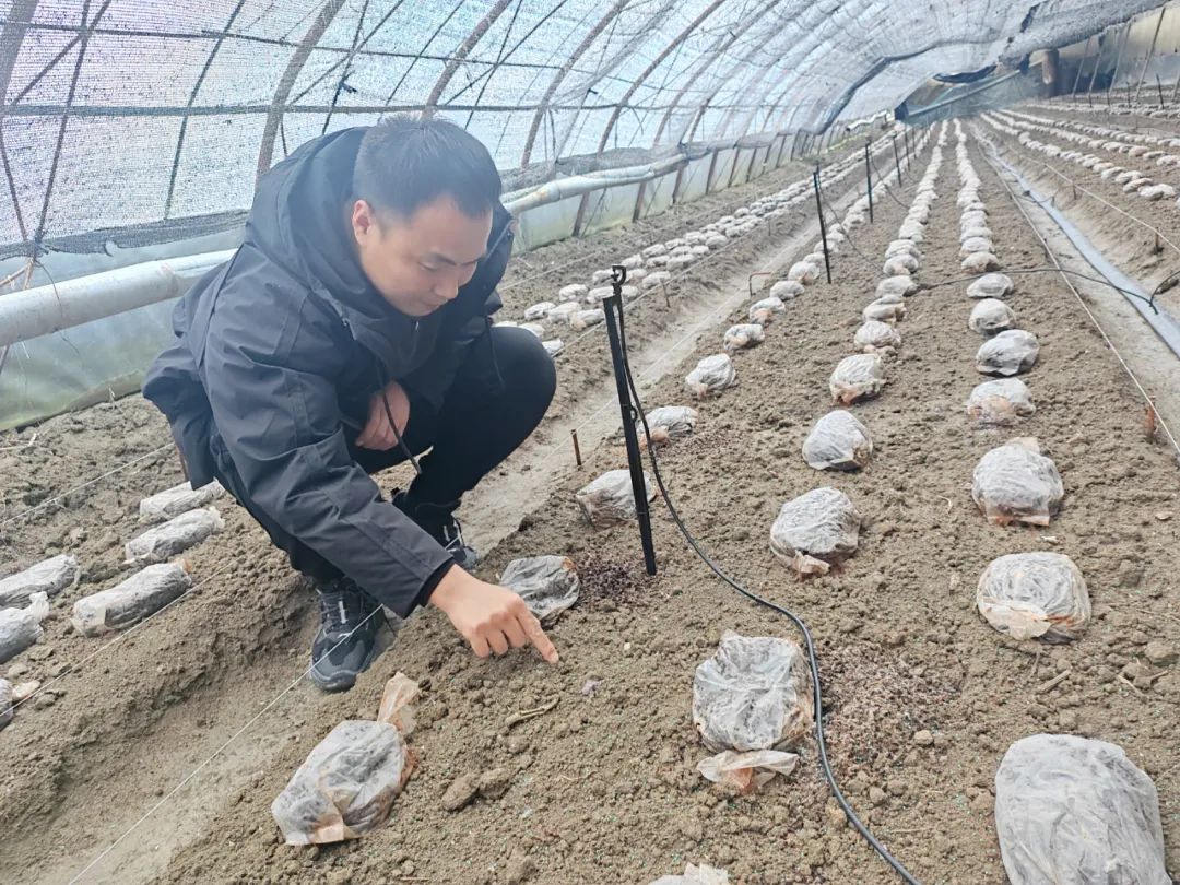 致富经大棚种菜技术_兵团大棚种植致富_致富经蔬菜大棚