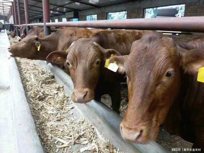 肉牛养殖主推技术_安克师牛繁殖基地_安克斯肉牛养殖技术