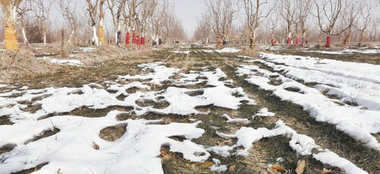 三师图木舒克市引导职工种植跟着市场走：让“田间地头”更有奔头