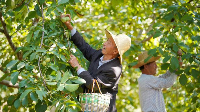 致富经陈燕种植核桃_陈燕核桃苗_陈燕核桃果树苗基地