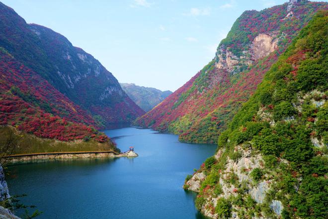 陈燕核桃果树苗基地_陈燕核桃苗_致富经陈燕种植核桃