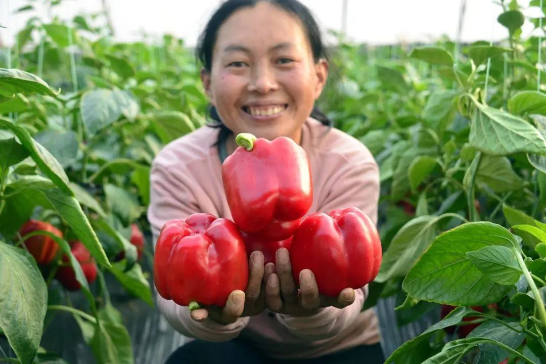 种植葱赚钱吗_致富经种植葱_种大葱致富