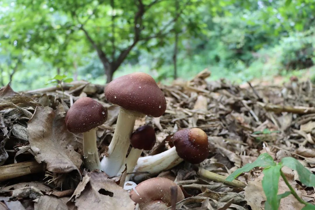 蘑菇栽培种植技术_蘑菇种植技术视频教程_蘑菇生蘑菇种植技术