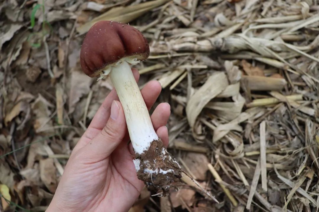 蘑菇生蘑菇种植技术_蘑菇种植技术视频教程_蘑菇栽培种植技术