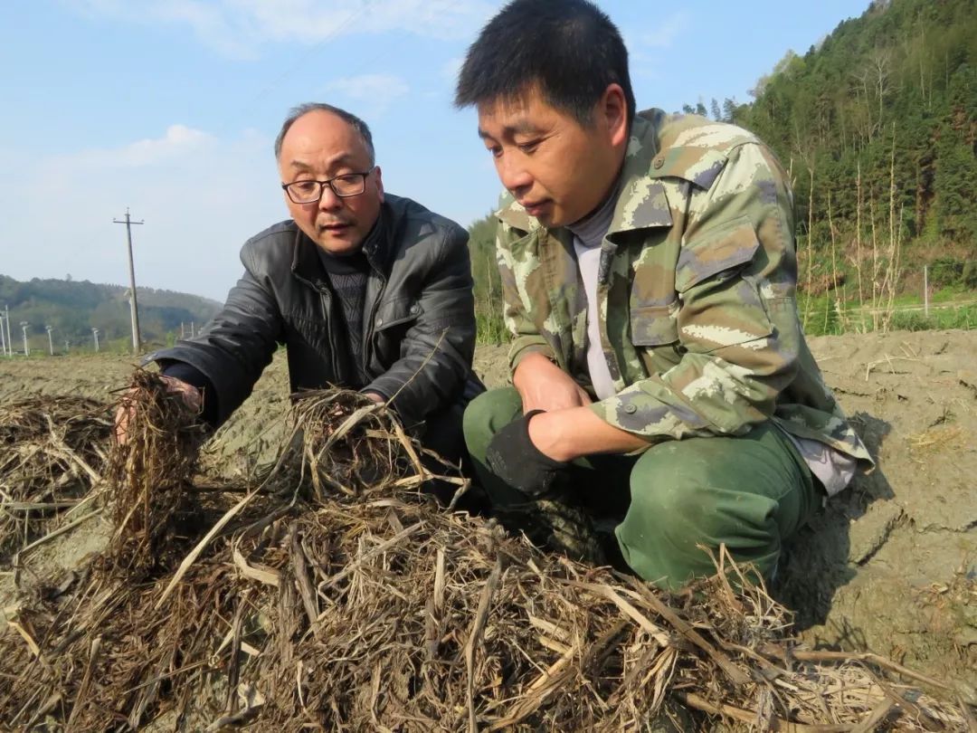 竹荪菇种植致富_怎样种植竹荪菇高产_致富菇种植竹荪好吗