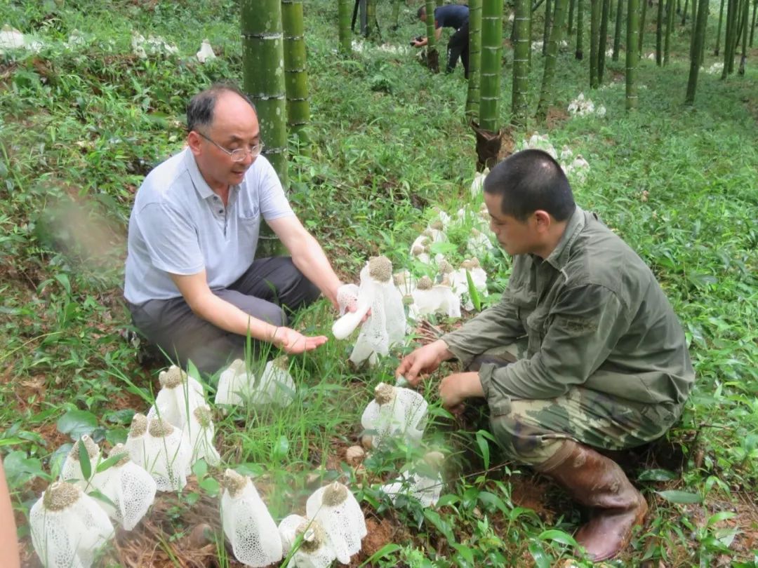 致富菇种植竹荪好吗_怎样种植竹荪菇高产_竹荪菇种植致富