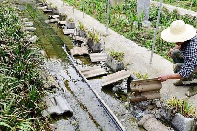 贵州养殖技术石蛙基地在哪_贵州养石蛙基地_贵州石蛙养殖技术