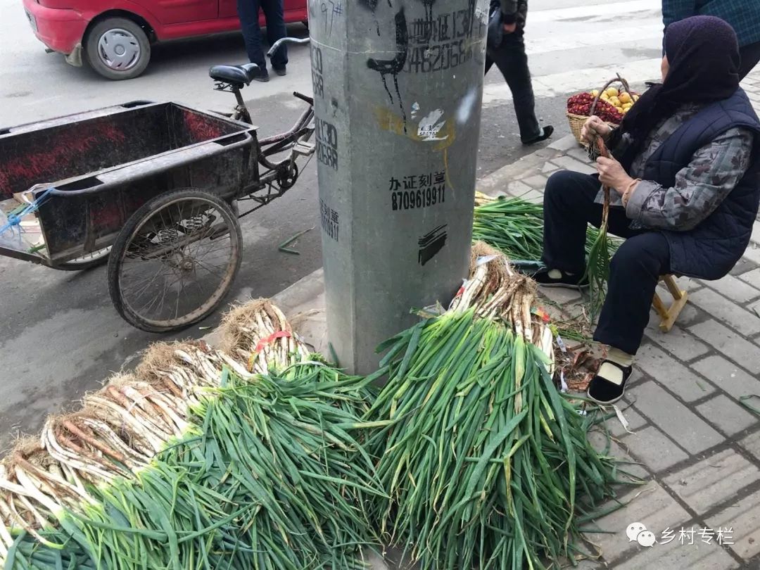 种大葱致富_致富经种植葱_致富经大葱种植