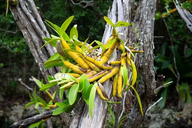 种植哪种药材好？前景好适合农村种的20种药材