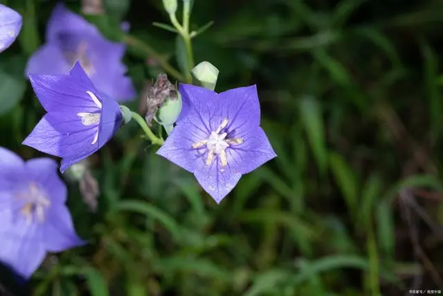 种植白术致富_致富种植白术图片_2020年种植白术怎么样